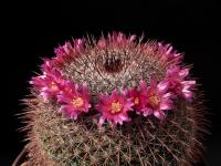 Thumbnail of 0858_Mammillaria montensis_20130609(1).JPG